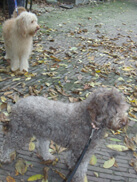 Fay en Joey, de moeder en de vader van het nestje in 2012.