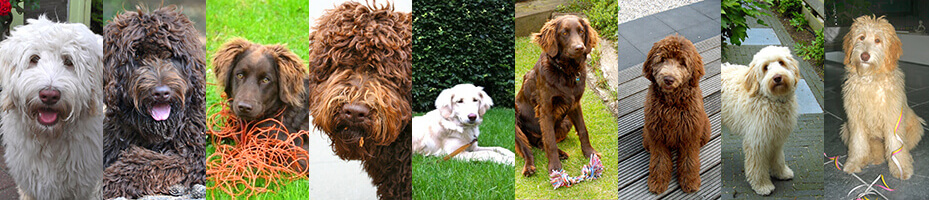 Fotocollage van Australian Labradoodles