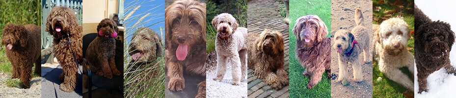 Fotocollage van Australian Labradoodles