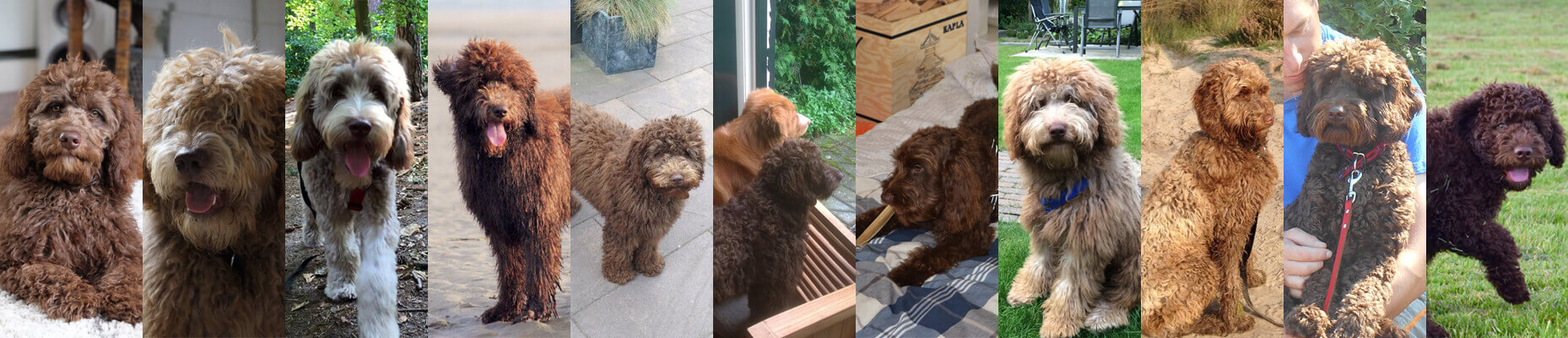 Fotocollage van Australian Labradoodles