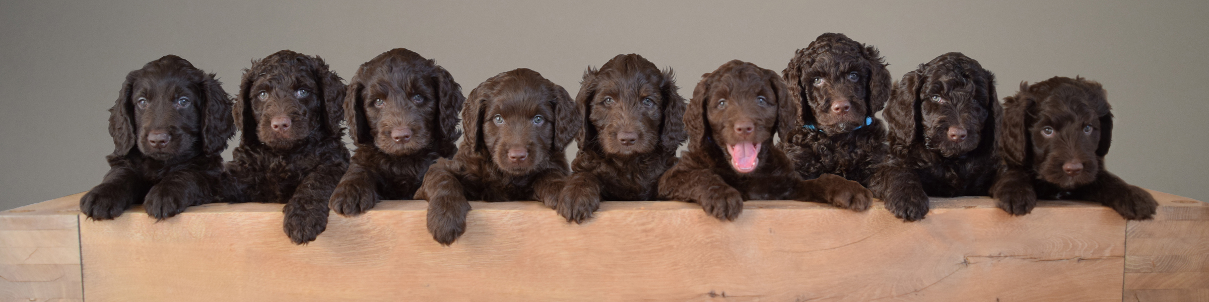 Fotocollage van Australian Labradoodle puppies