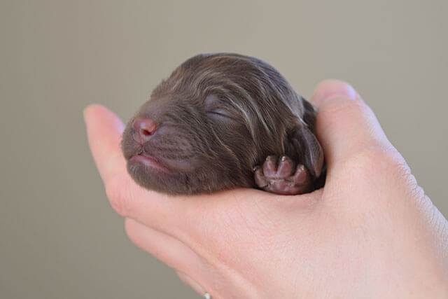 Puppy in hand