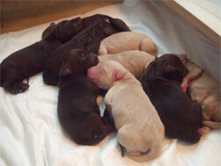 Puppy