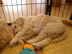 Puppy