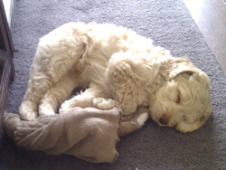 Puppy