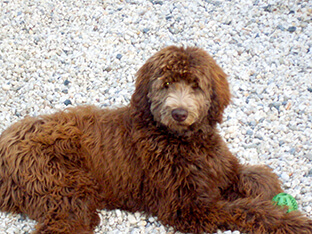 Puppy