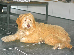 Puppy