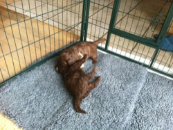 Puppy