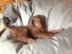 Puppy