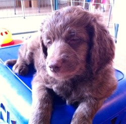 Puppy