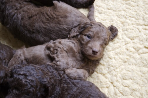 Puppy