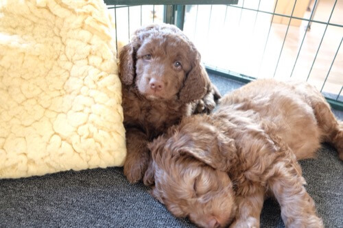 Puppy