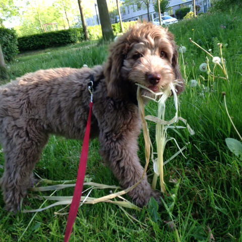 Puppy