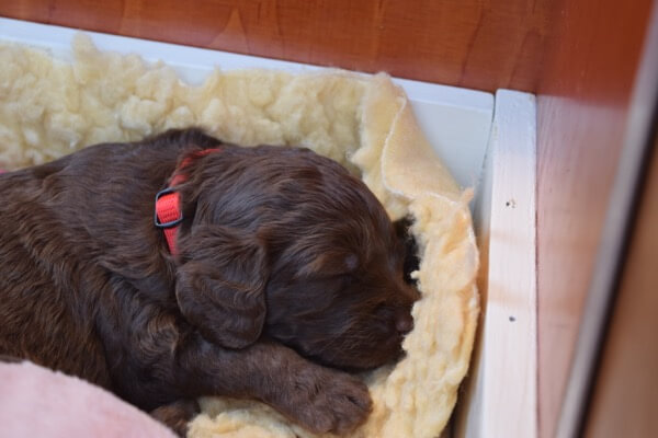 Puppy
