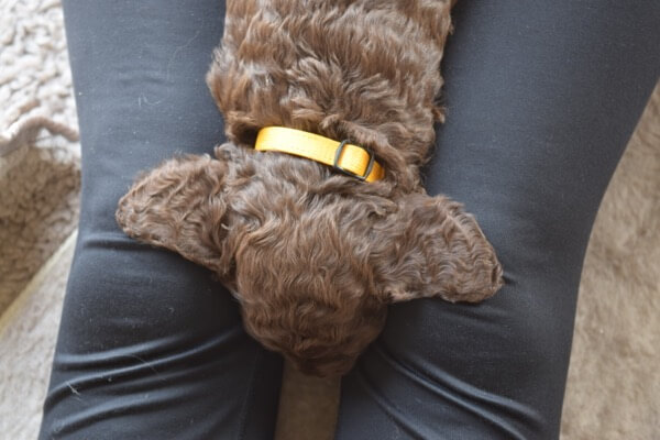 Puppy