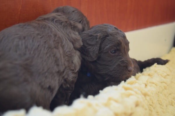 Puppy
