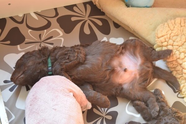 Puppy