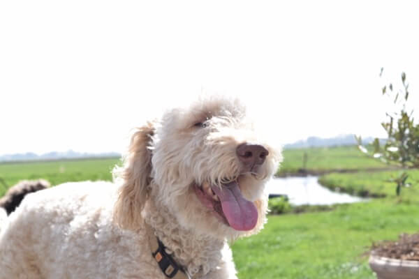 Puppy