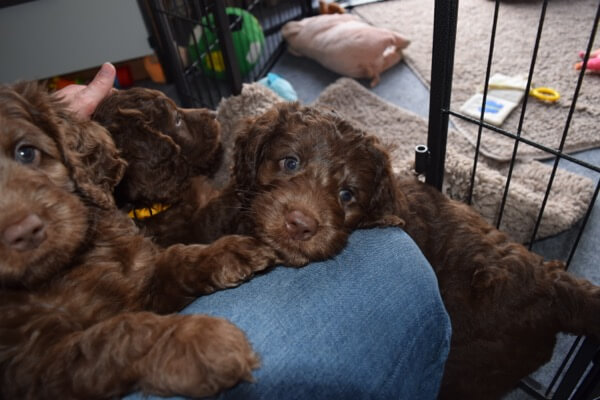 Puppy