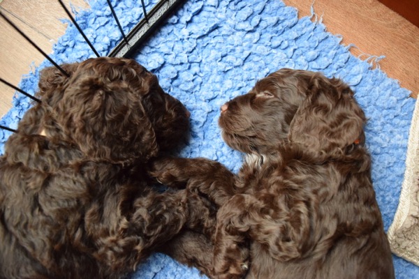 Puppy