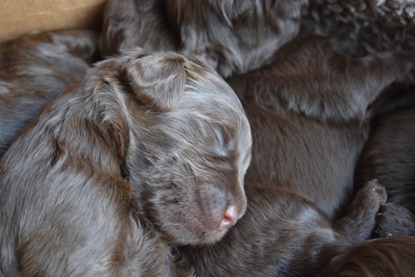 Puppy
