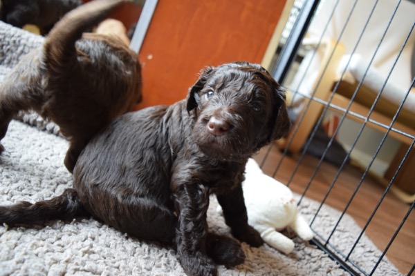 Puppy