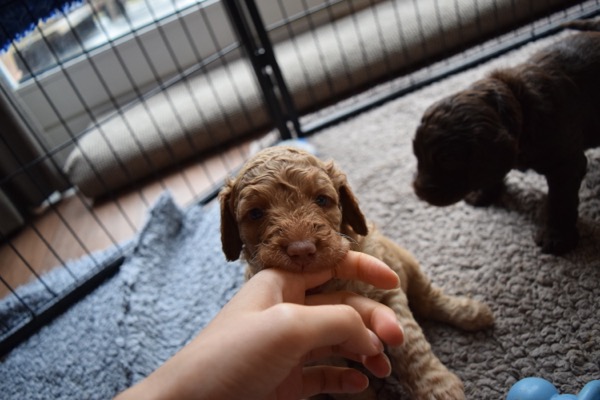 Puppy