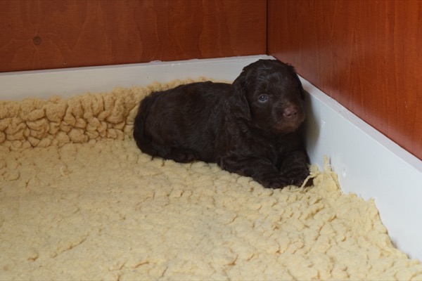 Puppy