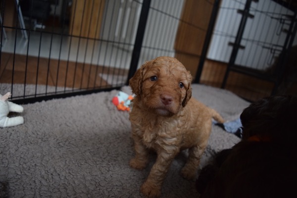 Puppy