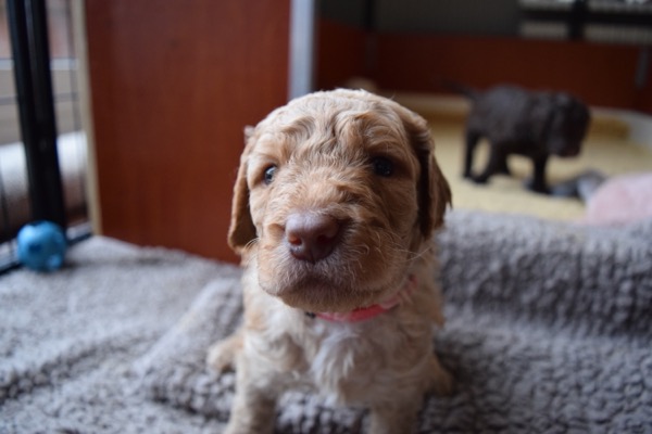 Puppy