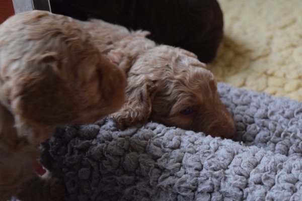 Puppy