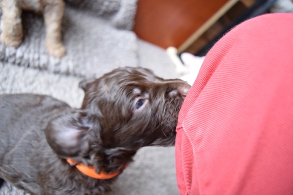 Puppy
