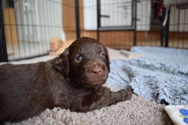 Puppy