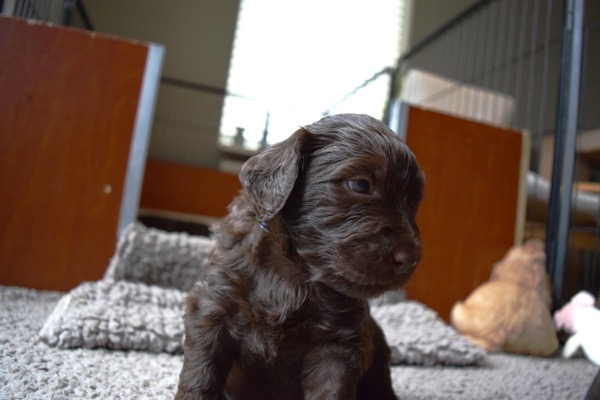 Puppy