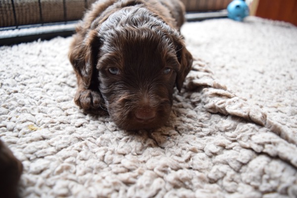 Puppy