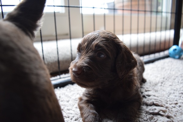 Puppy