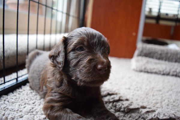 Puppy