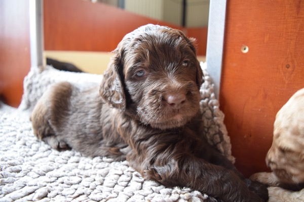 Puppy