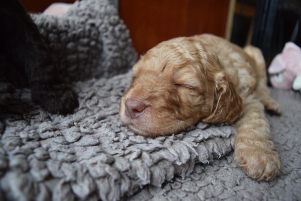 Puppy