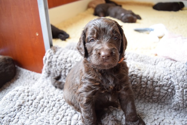 Puppy