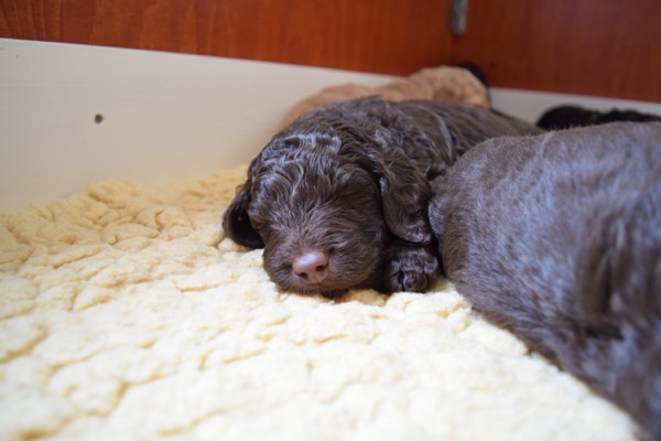 Puppy