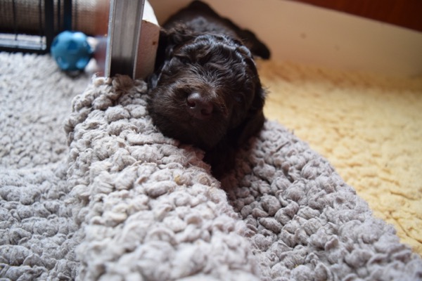 Puppy