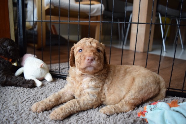 Puppy