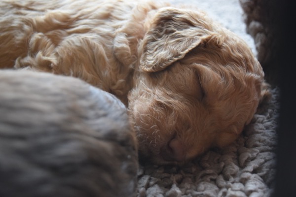 Puppy