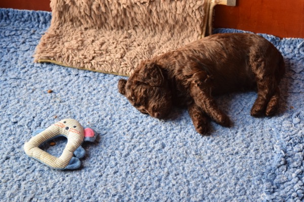 Puppy