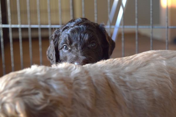 Puppy
