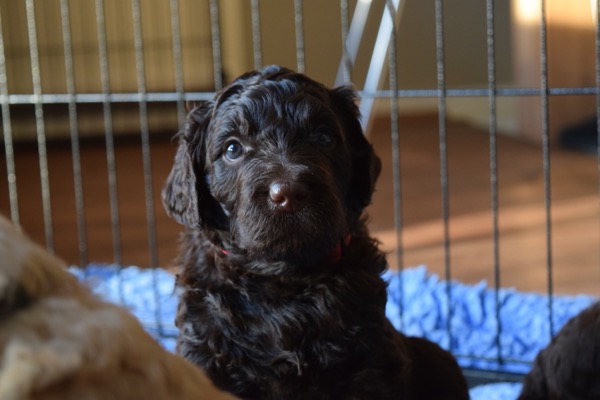 Puppy