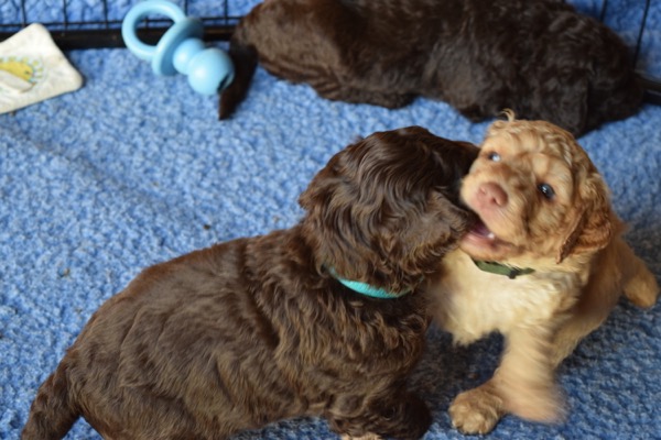 Puppy