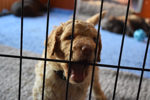 Puppy