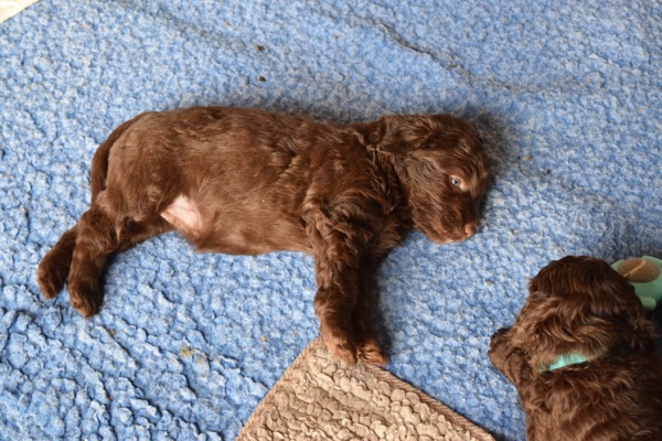 Puppy